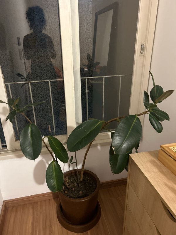 Identificação da planta Figueira indiana por foto