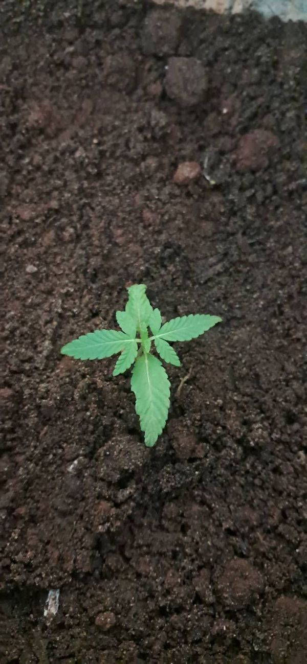 Identificação da planta Maconha por foto