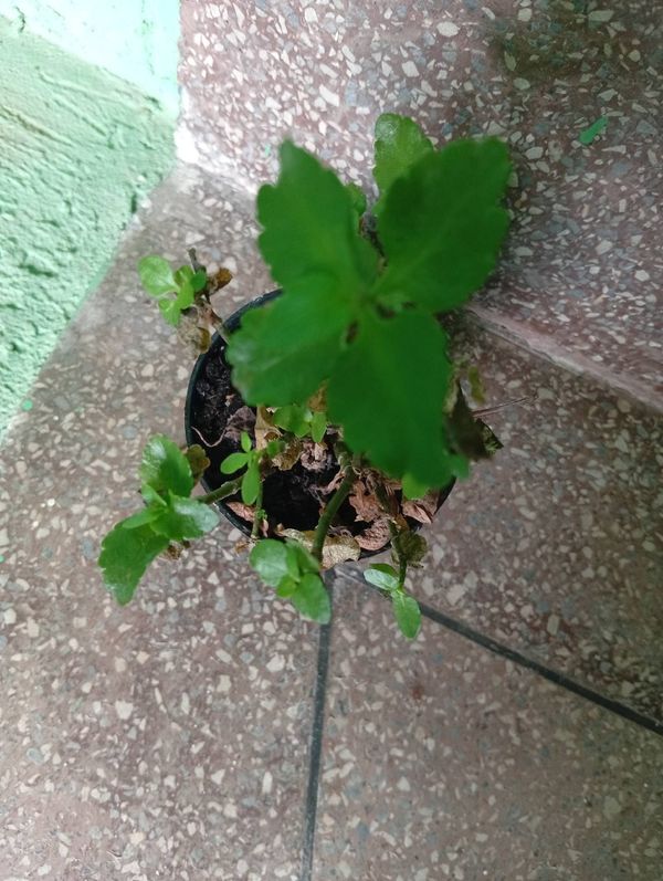 Identificação da planta Flor da fortuna por foto