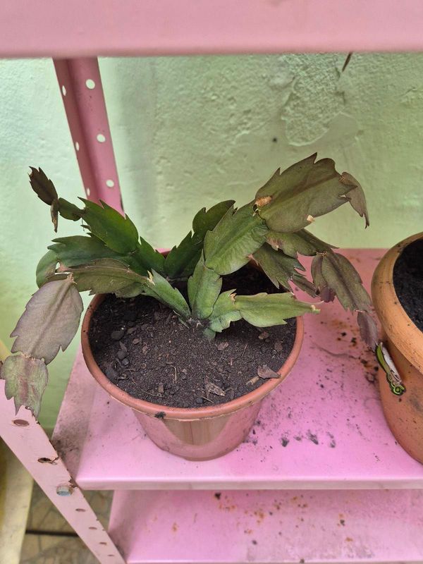 Identificação da planta Flor de-maio por foto
