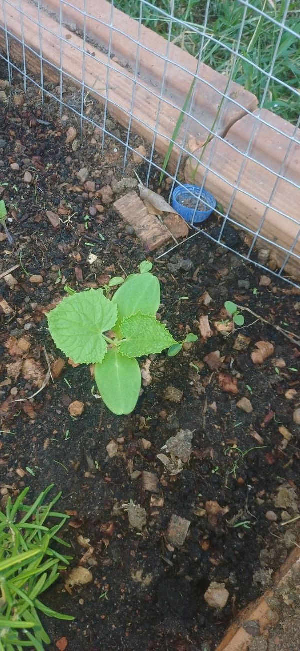 Identificação da planta Pepino por foto