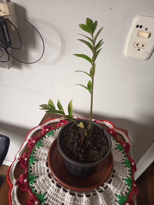 Identificação da planta Zamioculcas por foto