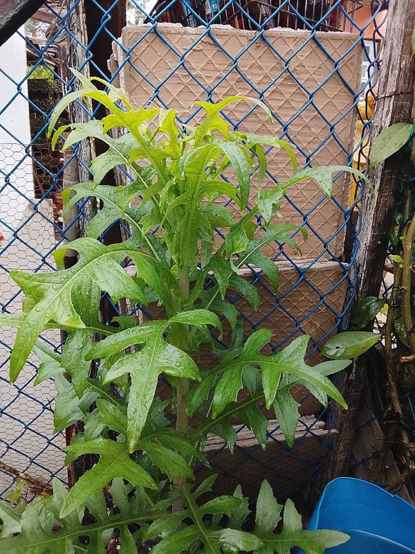 Identificação da planta Almeirao roxo por foto