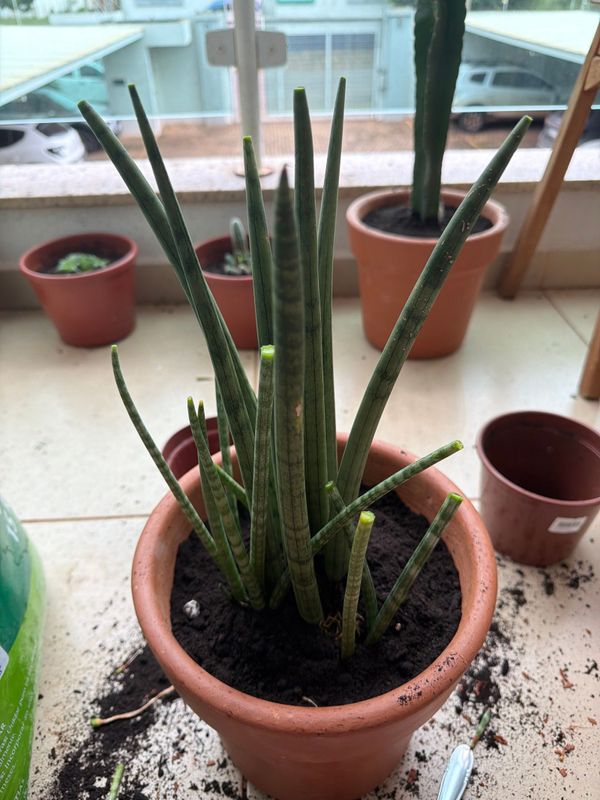 Identificação da planta Lança de São Jorge por foto