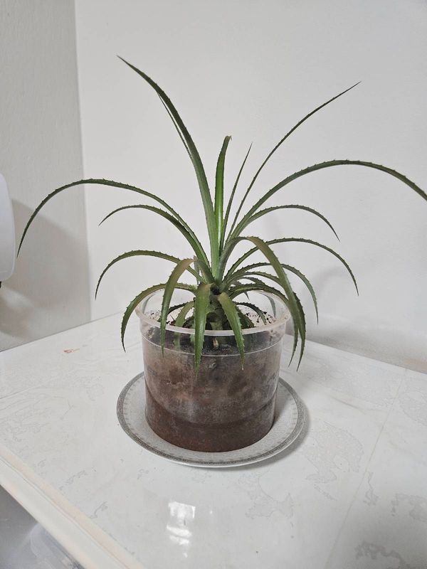 Identificação da planta Abacaxi por foto