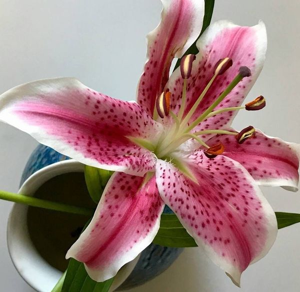 Identificação da planta Lírio por foto