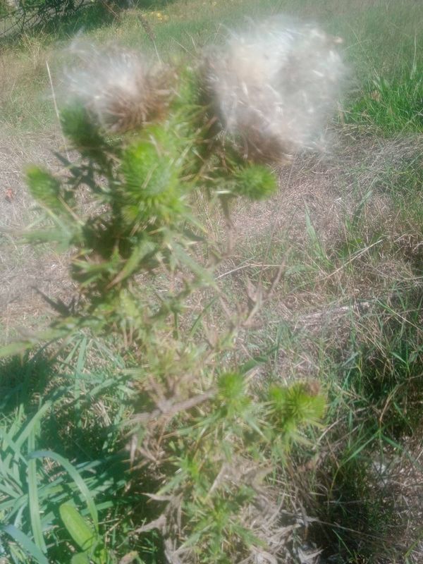 Identificação da planta Cardo por foto