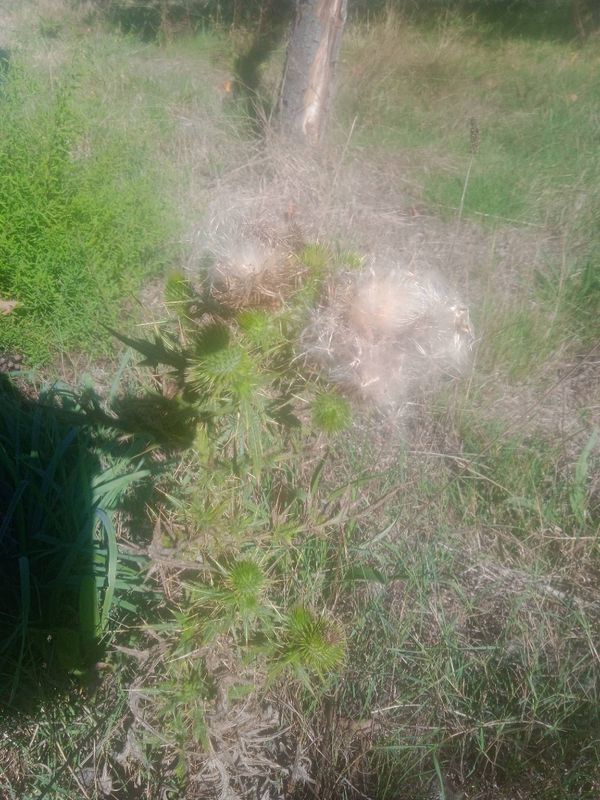 Identificação da planta Cardo por foto