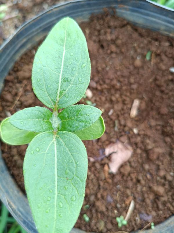 Identificação da planta Girassol-gigante por foto