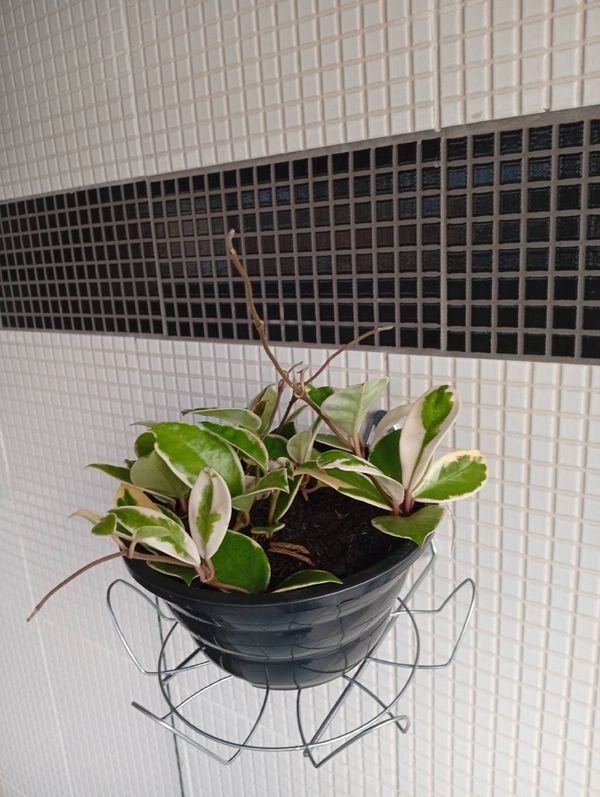 Identificação da planta Flor de cera por foto