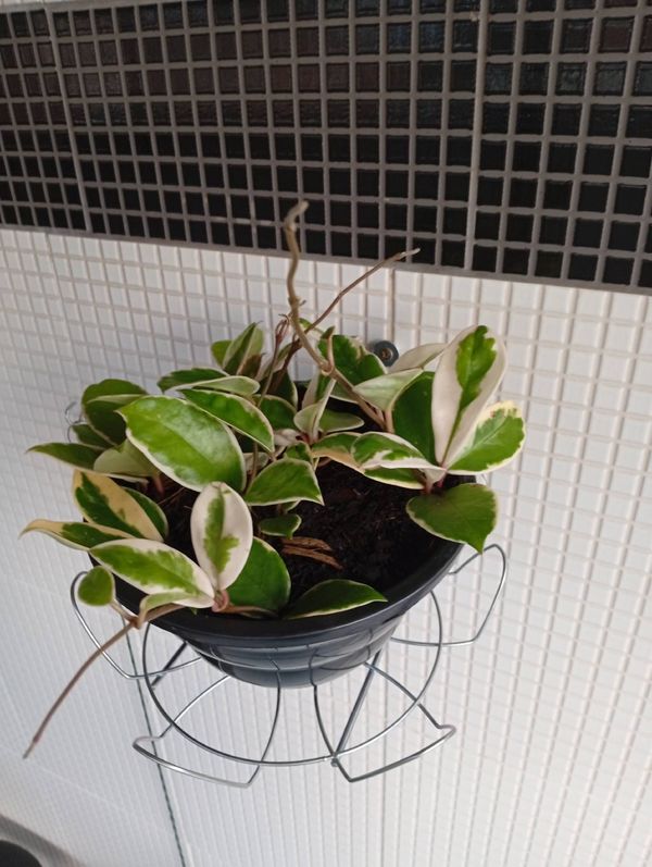 Identificação da planta Flor de cera por foto