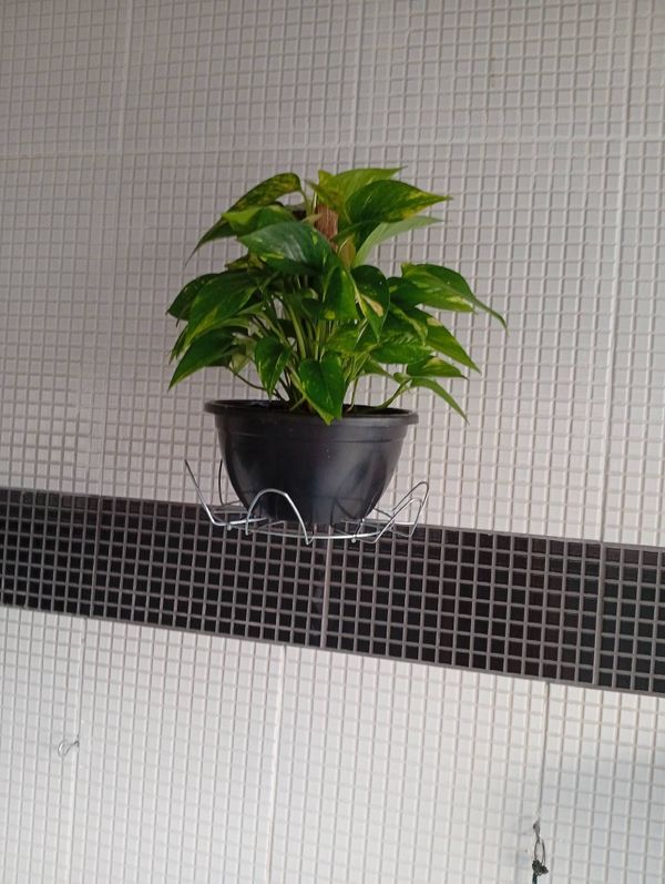 Identificação da planta Jiboia por foto