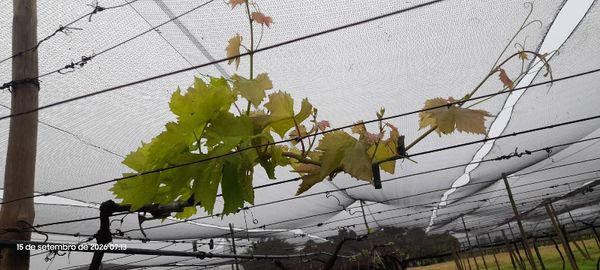 Identificação da planta Uva por foto
