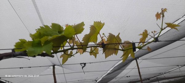 Identificação da planta Uva por foto
