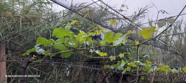Identificação da planta Uva por foto