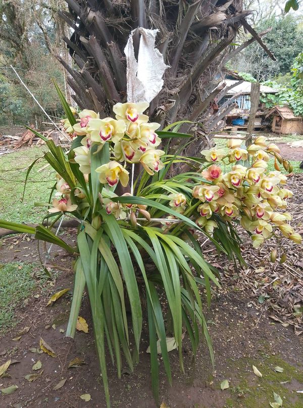 Identificação da planta Orquidea por foto
