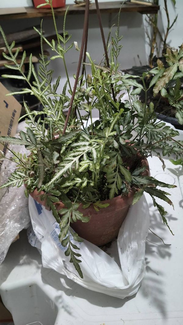 Identificação da planta Samambaia por foto