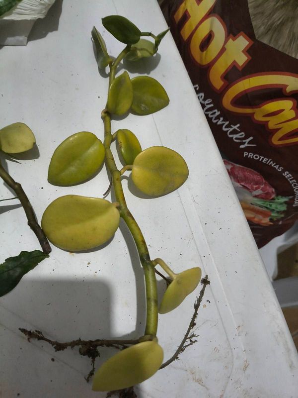 Identificação da planta Peperomia Scanding por foto