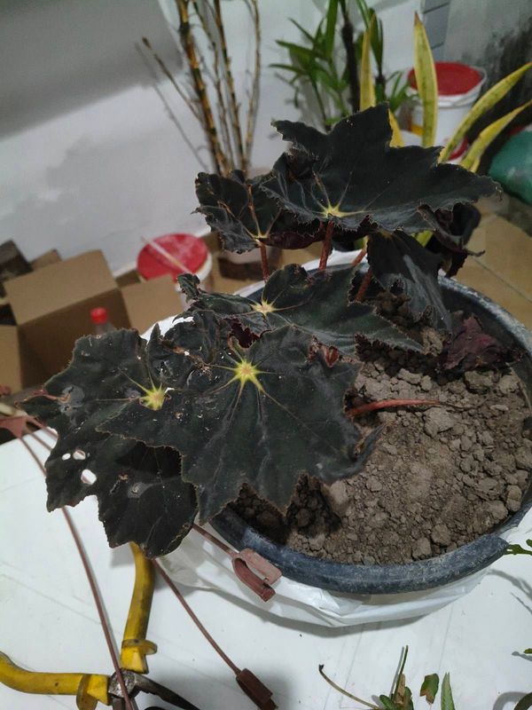 Identificação da planta Begônia rex por foto