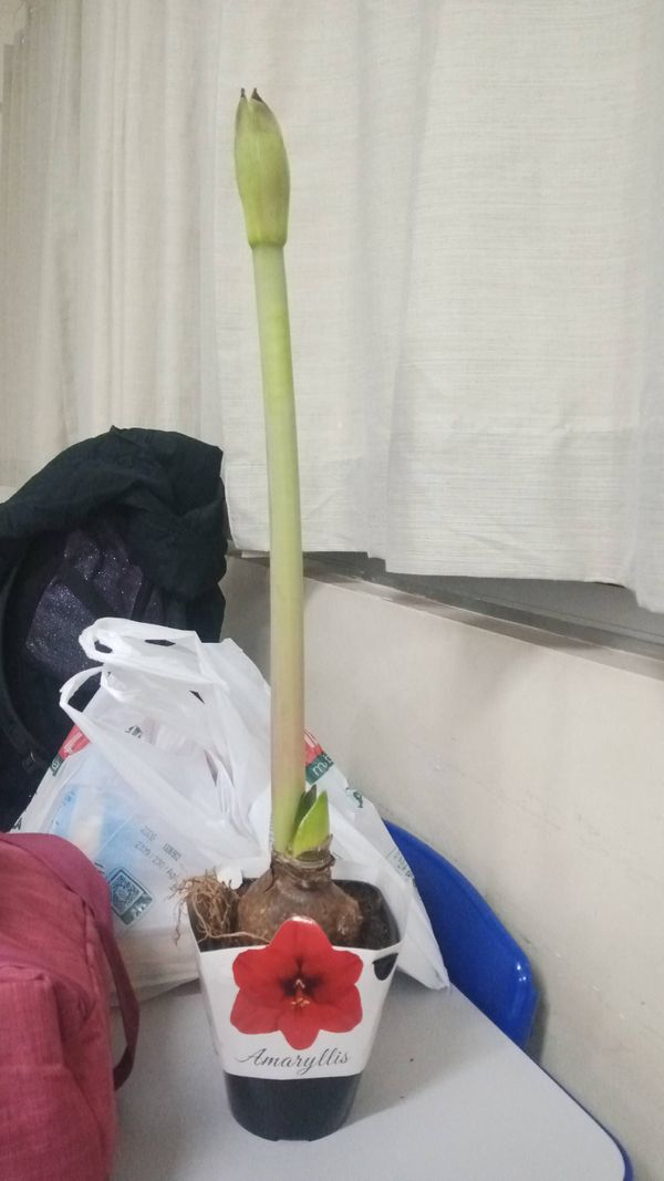 Identificação da planta Amarílis por foto