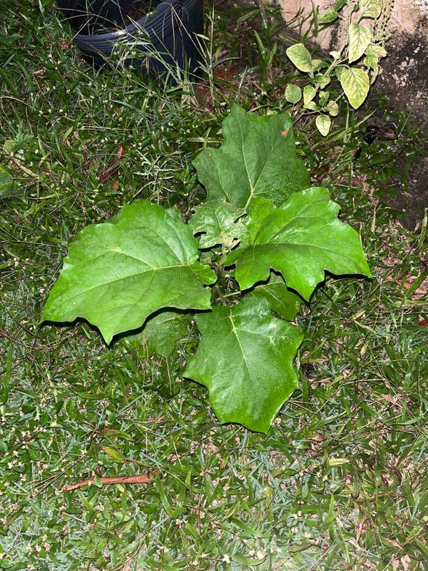 Identificação da planta Jurubeba por foto