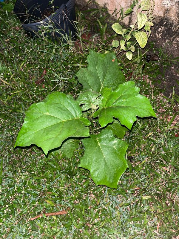 Identificação da planta Jurubeba por foto