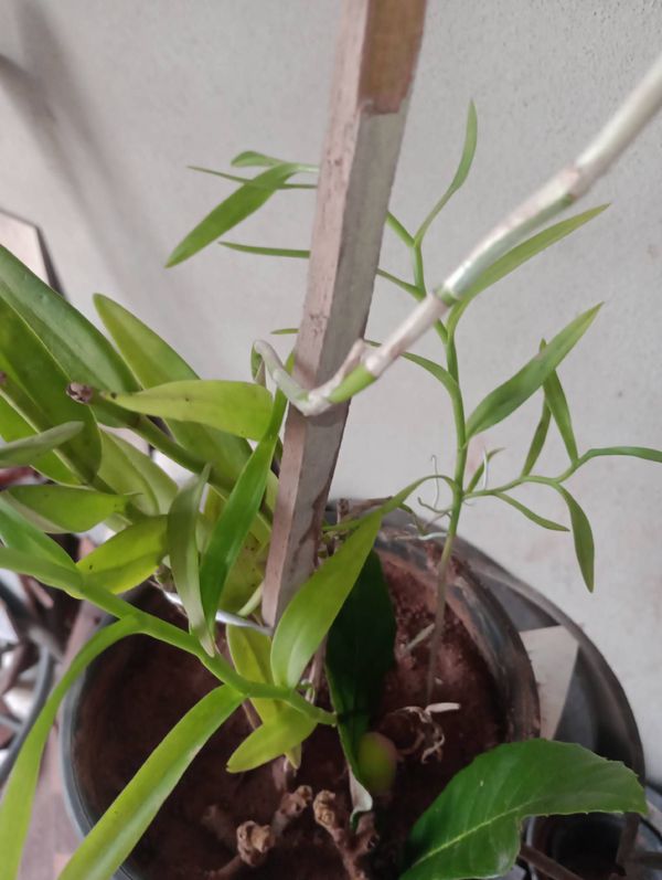 Identificação da planta Mini orquídea por foto
