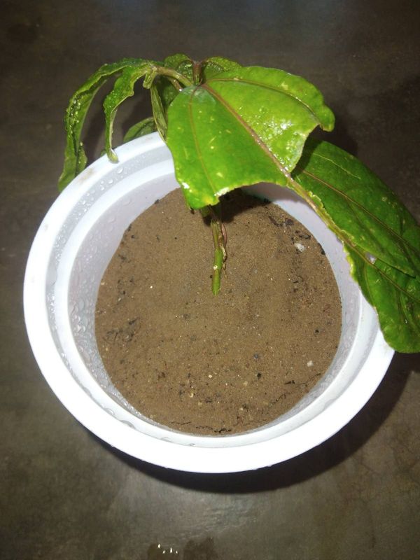 Identificação da planta Maracujá por foto
