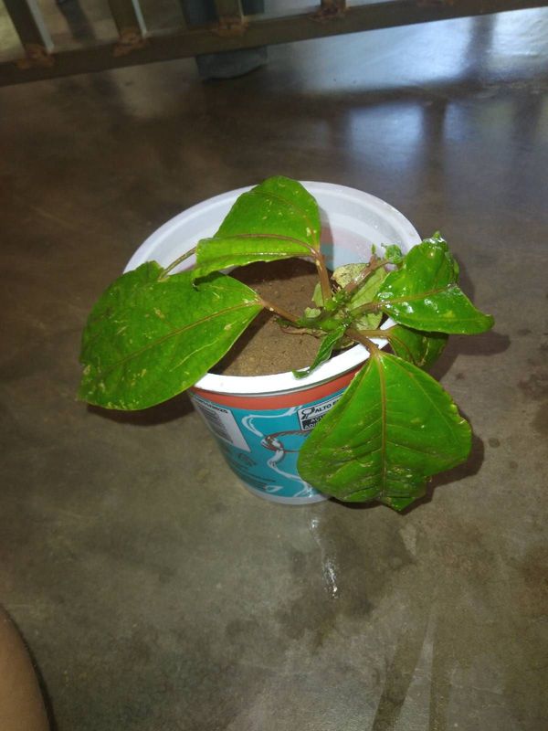 Identificação da planta Maracujá por foto