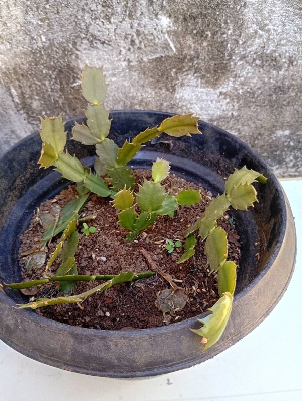 Identificação da planta Flor de-maio por foto