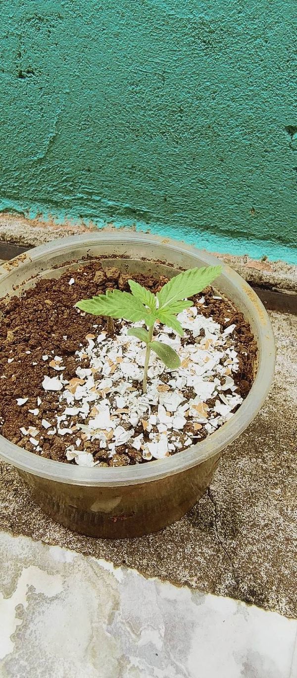 Identificação da planta Maconha por foto