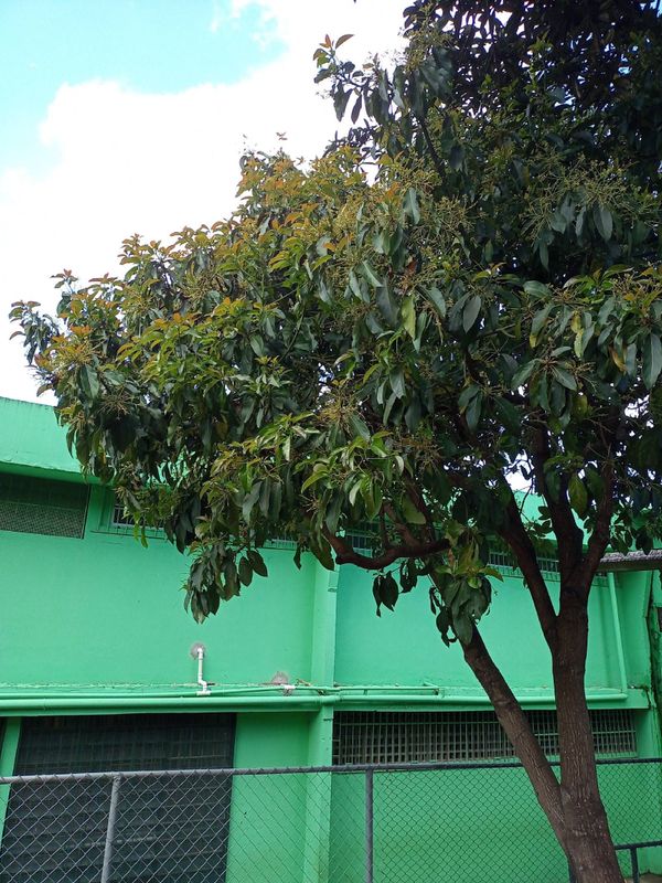 Identificação da planta Abacate por foto