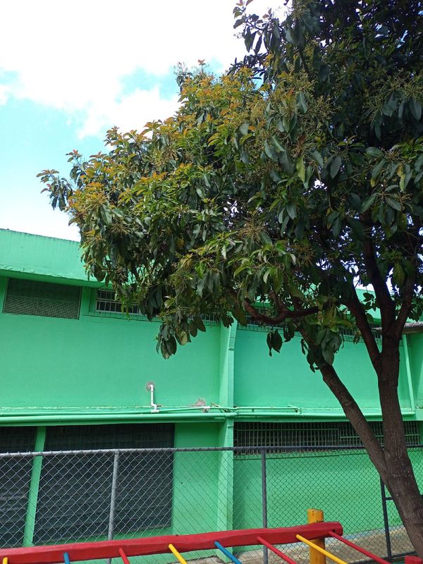 Identificação da planta Abacate por foto