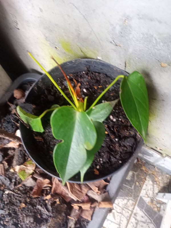 Identificação da planta Micro antúrio por foto