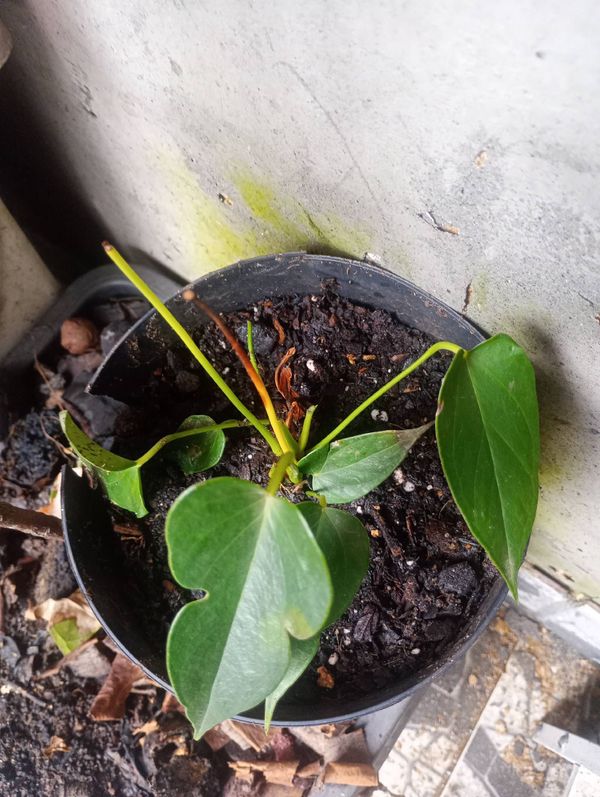 Identificação da planta Micro antúrio por foto