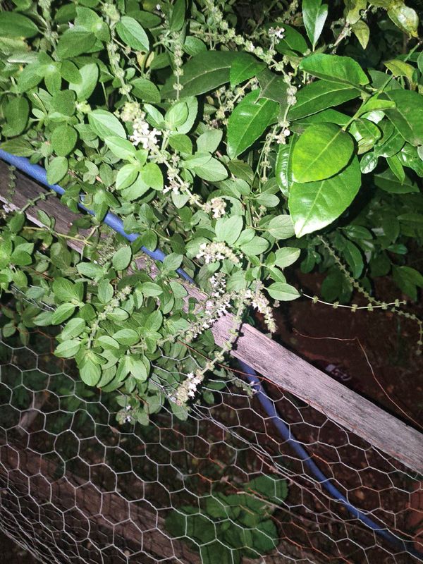 Identificação da planta Manjericão por foto