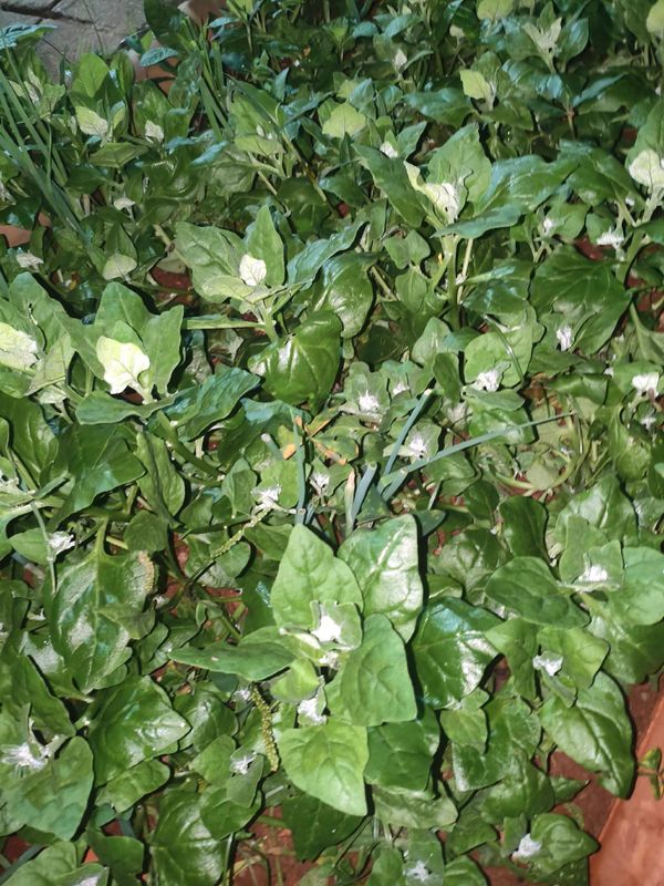 Identificação da planta Espinafre da-nova-zelândia por foto