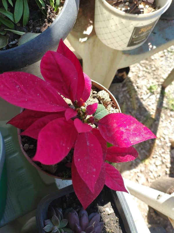 Identificação da planta Bico-de-papagaio por foto