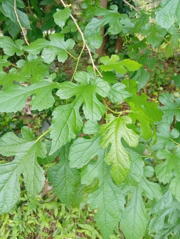 Identificação da planta Amora por foto