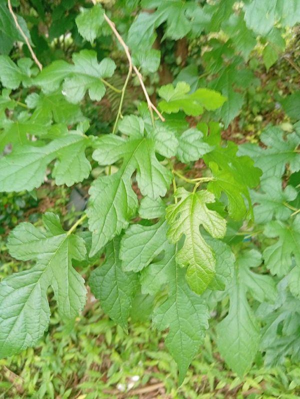 Identificação da planta Amoreira vermelha por foto
