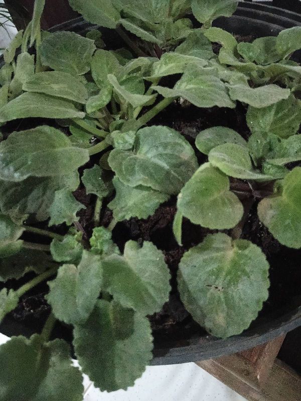 Identificação da planta Violeta por foto