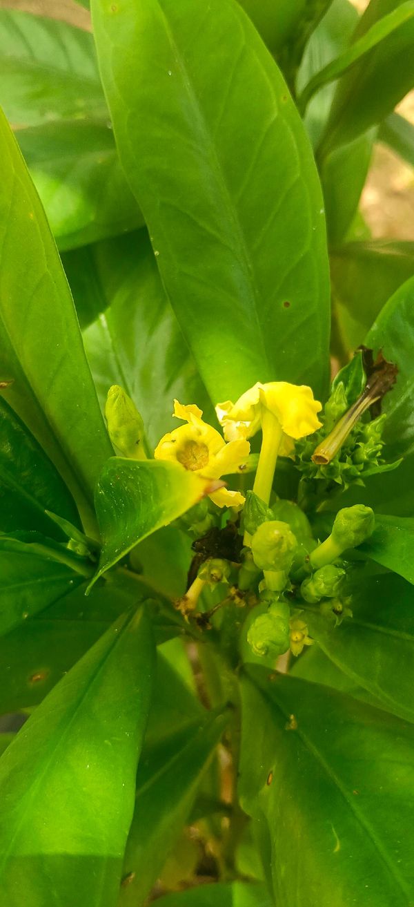 Identificação da planta Ahuá por foto