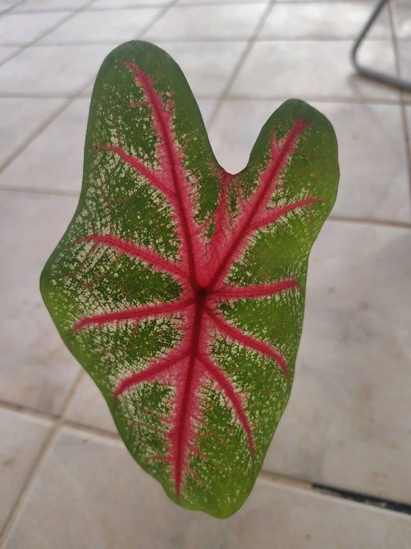 Identificação da planta Tinhorão por foto