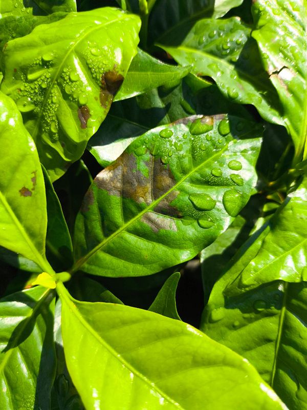 Identificação da planta Café por foto