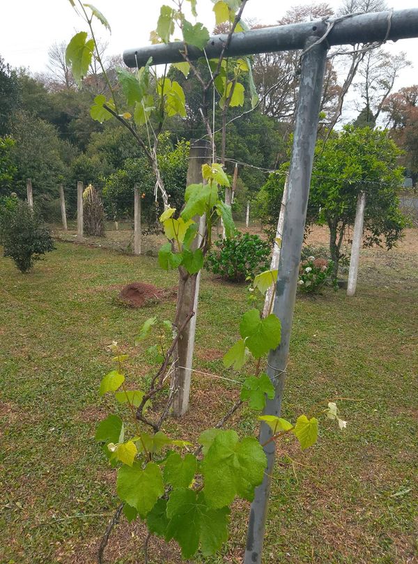 Identificação da planta Uva por foto