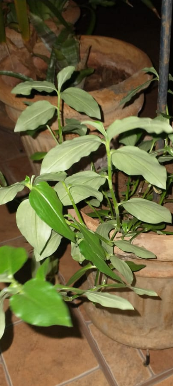 Identificação da planta Trapoeraba por foto