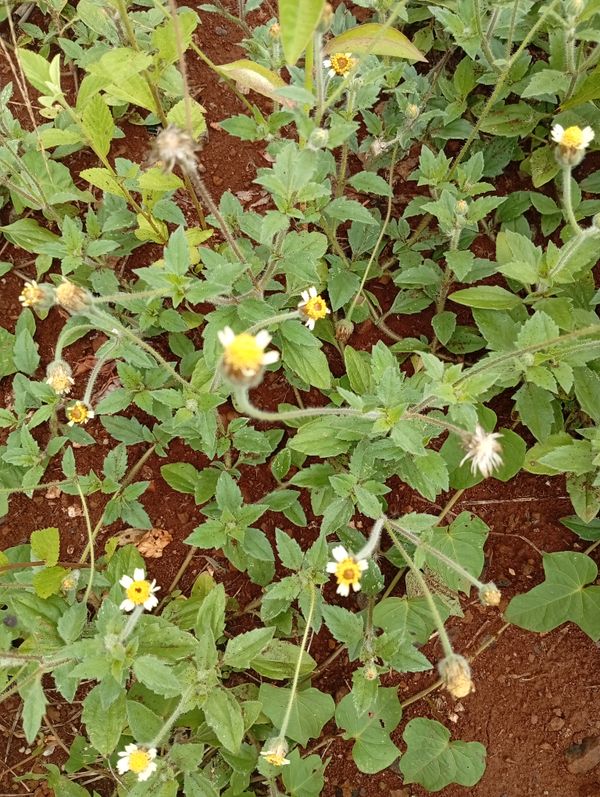 Identificação da planta Erva-de-touro por foto