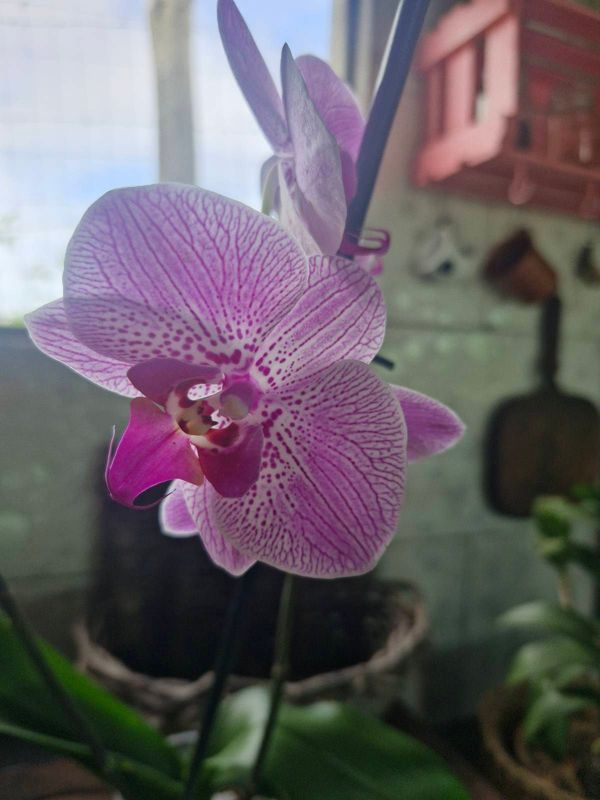 Identificação da planta Orquídea-Phalaenopsis por foto