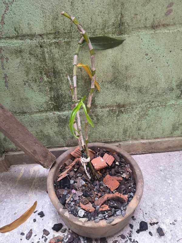 Identificação da planta Olho de boneca por foto