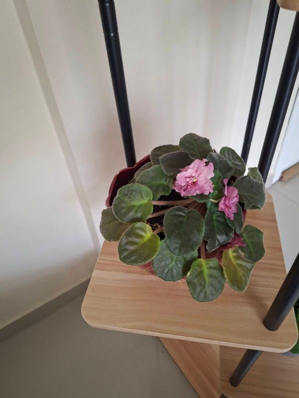 Identificação da planta Violeta por foto